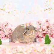 雪平奈々 今日の有難う ローテンブルク