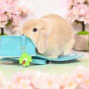 ヒメ日記 2026/04/18 07:42 投稿 雪平奈々 ローテンブルク