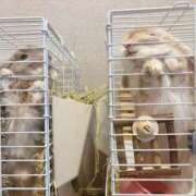 ヒメ日記 2026/04/24 07:18 投稿 雪平奈々 ローテンブルク