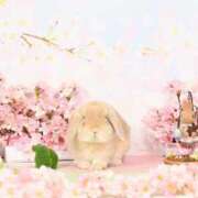 ヒメ日記 2026/04/24 20:20 投稿 雪平奈々 ローテンブルク