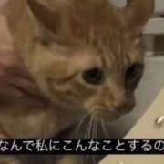 ねこ 🐱おは🐱 チューリップ土浦店