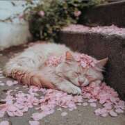 ヒメ日記 2025/05/06 15:33 投稿 かなで 治療院.LOVE小山店