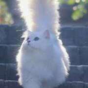 ヒメ日記 2025/09/26 09:39 投稿 かなで 治療院.LOVE小山店