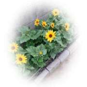 ヒメ日記 2025/07/11 09:06 投稿 りお 梅田アバンチュール