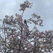 ヒメ日記 2026/03/17 09:54 投稿 りお 梅田アバンチュール