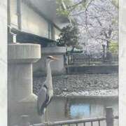 ヒメ日記 2026/04/07 10:02 投稿 りお 梅田アバンチュール