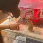 ヒメ日記 2026/09/07 09:02 投稿 りお 梅田アバンチュール
