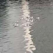 ヒメ日記 2024/12/12 16:50 投稿 つむぎ ピンクハウス（横浜）