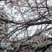 ヒメ日記 2025/04/03 16:50 投稿 つむぎ ピンクハウス（横浜）