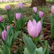 ヒメ日記 2025/04/06 16:50 投稿 つむぎ ピンクハウス（横浜）