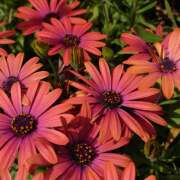 ヒメ日記 2025/04/19 16:50 投稿 つむぎ ピンクハウス（横浜）