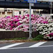 ヒメ日記 2025/04/25 16:50 投稿 つむぎ ピンクハウス（横浜）