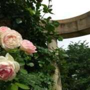 ヒメ日記 2026/01/16 09:15 投稿 つむぎ ピンクハウス（横浜）