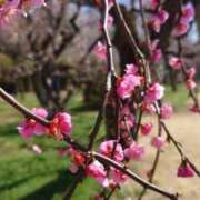 ヒメ日記 2026/03/10 16:50 投稿 つむぎ ピンクハウス（横浜）