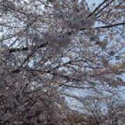 ヒメ日記 2026/03/30 09:00 投稿 つむぎ ピンクハウス（横浜）