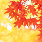 黒崎　るな 出勤します〜🍁🍂 魅惑の官能アロマエステ　Eureka！八王子 ～エウレカ！～