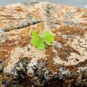 黒崎　るな るな、出勤しまーす🌼 魅惑の官能アロマエステ　Eureka！八王子 ～エウレカ！～