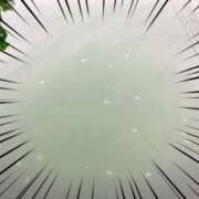 ヒメ日記 2025/05/22 18:10 投稿 いとは もしも素敵な妻が指輪をはずしたら・・・