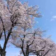 ヒメ日記 2025/04/08 08:26 投稿 すみれ 小岩人妻花壇