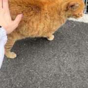 みか しょん The White