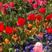 ヒメ日記 2025/04/13 17:01 投稿 いずみ ～優しい若妻倶楽部～Mrs.女神