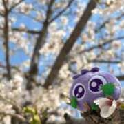 れむる 私の桜ソングはケツメイシのさくらです ドマーニ