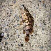 ヒメ日記 2026/04/14 21:33 投稿 れむる ドマーニ