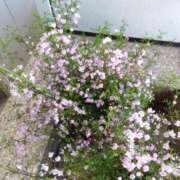 山岡乃里子 おひさですね 五十路マダムエクスプレス豊橋店（カサブランカグループ）