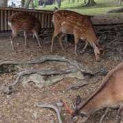 ヒメ日記 2025/06/06 13:15 投稿 りんか 熟女総本店