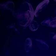 ヒメ日記 2025/05/09 14:00 投稿 もね ドマーニ