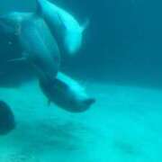 ヒメ日記 2025/06/03 12:06 投稿 もね ドマーニ