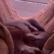 もね お休みです🙇‍⤵︎ ドマーニ