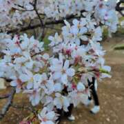 ヒメ日記 2025/04/26 07:45 投稿 れん 新橋Sweets（スウィーツ）