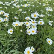 ヒメ日記 2025/06/19 17:49 投稿 れん 新橋Sweets（スウィーツ）