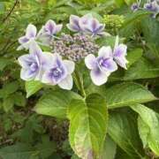 ヒメ日記 2025/06/25 13:02 投稿 れん 新橋Sweets（スウィーツ）