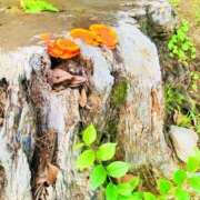 ヒメ日記 2025/07/02 18:02 投稿 ゆう 多恋人倶楽部（山口）