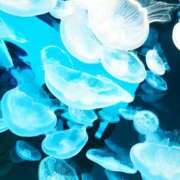 ヒメ日記 2025/09/05 22:17 投稿 ゆう 多恋人倶楽部（山口）