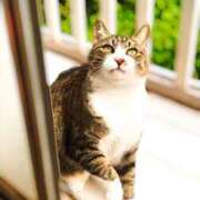 ゆう 今日は猫の日。 多恋人倶楽部（山口）