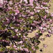 ヒメ日記 2025/04/19 17:51 投稿 心◆こころ 人妻吐息