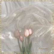 ヒメ日記 2025/04/20 23:54 投稿 架純 東京人妻フォーシーズンズ