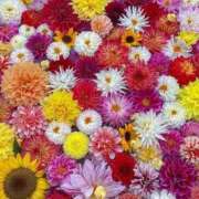 ヒメ日記 2025/11/30 23:05 投稿 えま clubさくら梅田店