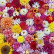 ヒメ日記 2026/01/13 09:35 投稿 えま clubさくら梅田店