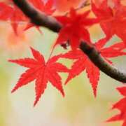 ヒメ日記 2025/11/02 16:35 投稿 えま 奥様さくら梅田店