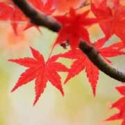 ヒメ日記 2025/11/03 15:55 投稿 えま 奥様さくら梅田店