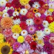 えま えま（奥様さくら梅田店） 奥様さくら梅田店