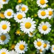 ヒメ日記 2026/02/11 18:45 投稿 えま 奥様さくら梅田店