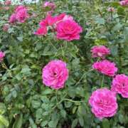 ヒメ日記 2025/08/10 13:51 投稿 キキ 水戸角海老