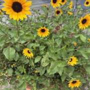 ヒメ日記 2025/08/15 08:21 投稿 キキ 水戸角海老