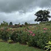 ヒメ日記 2025/08/26 11:21 投稿 キキ 水戸角海老