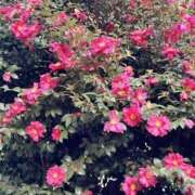 ヒメ日記 2026/01/01 09:11 投稿 キキ 水戸角海老